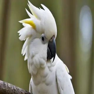cockatoo