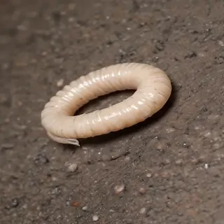 ring worm images