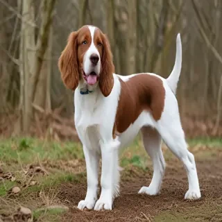 welsh springer spaniel