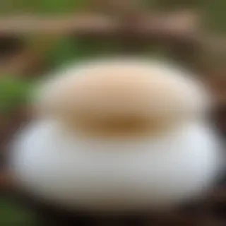 puffball mushroom