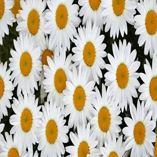 daisy background