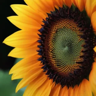 sunflower iphone background