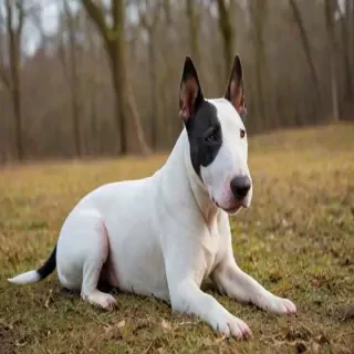 bull terrier dog breed