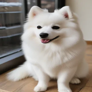 japanese spitz dog breed