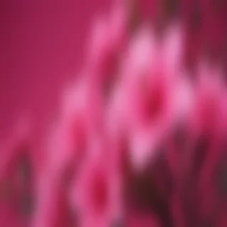 hot pink wallpaper for iphone