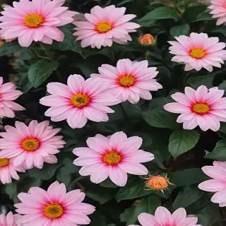 flowers aesthetic
