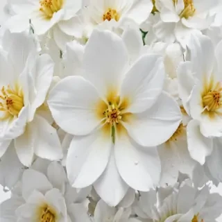 flower white background