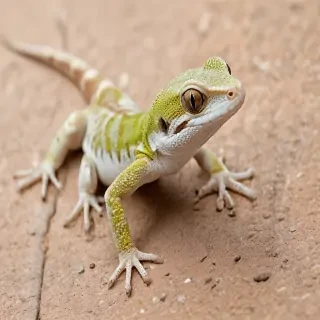gecko lizard