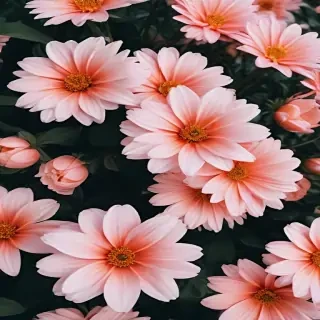flower background aesthetic