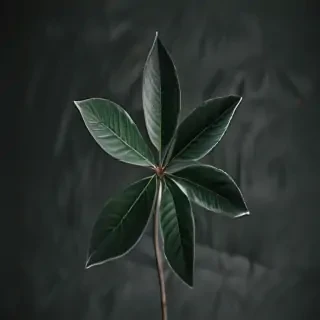 plant iphone wallpaper