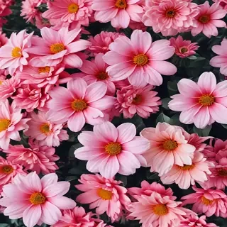 wallpaper iphone flowers