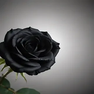 blackrose background