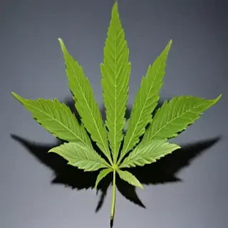 marijuana leaf