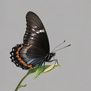 black butterfly png