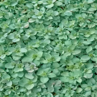 mint green background