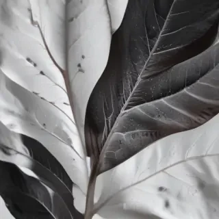 leaf white and black
