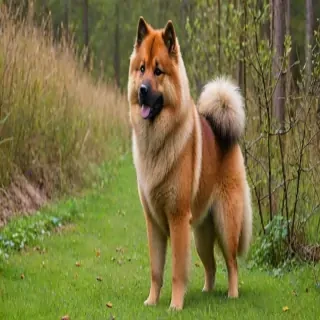 eurasier dog breed