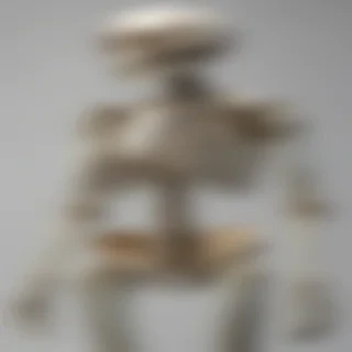 skeleton transparent background