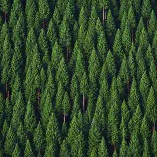 trees background