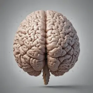 brain transparent background