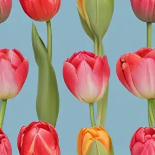 tulip flower