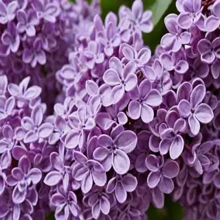 lilac wallpaper iphone