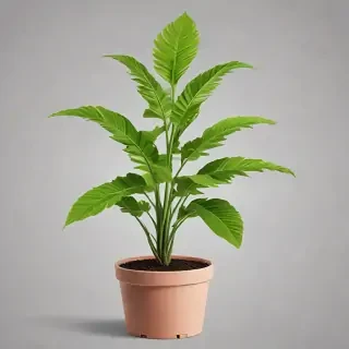 plant png clipart