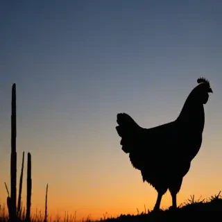 silhouette of a chicken