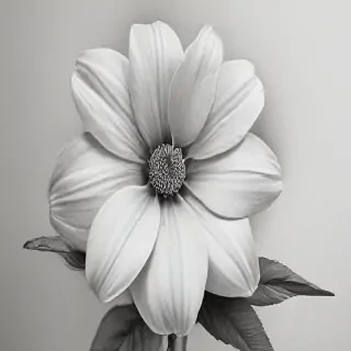 pencil drawings of flowers