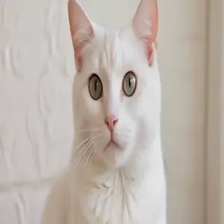 aesthetic cat
