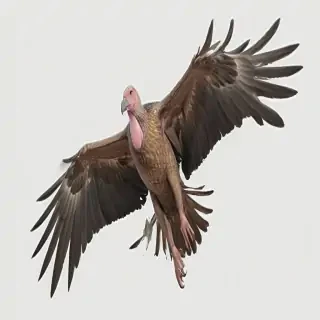 vultures png