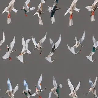 birds transparent background