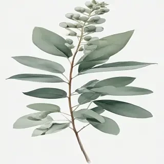 eucalyptus clipart black and white