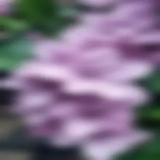 lilac iphone wallpaper