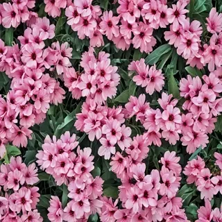 spring wallpaper iphone