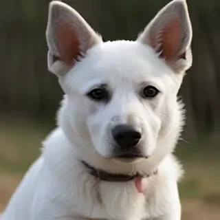 australian stumpy tail cattle dog