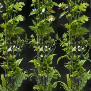 transparent plants