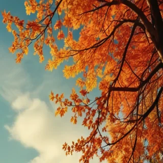 fall background iphone