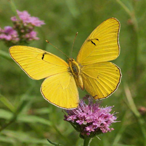 yellow butterfly