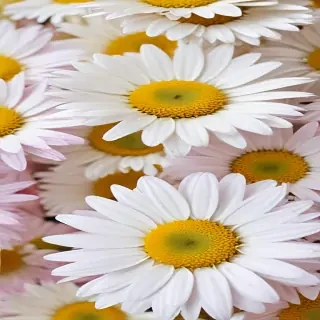 daisy flower wallpaper
