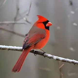 cardinal bird