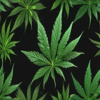 marijuana leaf transparent background