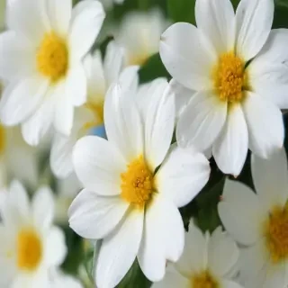 white flowers wallpaper iphone