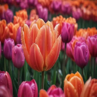 tulip iphone wallpaper