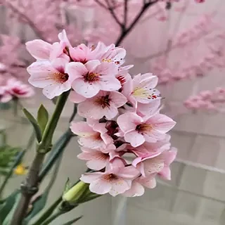 spring iphone