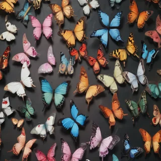 aesthetic butterflies