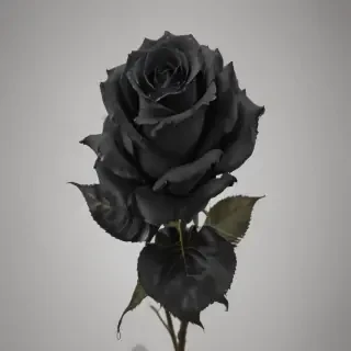 black roses png