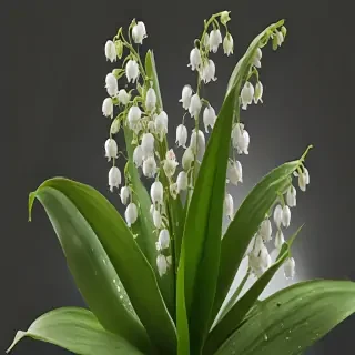 lily of the valley png