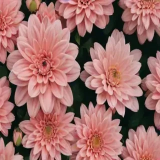 wallpaper aesthetic flowers