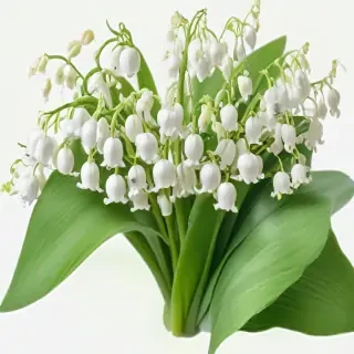 lily of the valley png